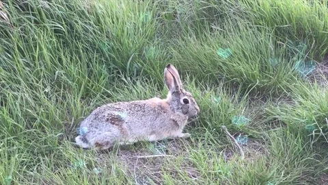 Cute Rabbit in Nest with Falling Blue Hearts and Bokeh Video stock 330246838