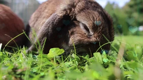 Cute Rabbit in Nest with Falling Blue Hearts and Bokeh Stock Footage 330246842