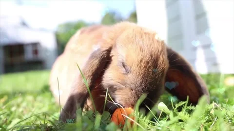 Cute Rabbit in Nest with Falling Blue Hearts and Bokeh Stock Footage 330246863
