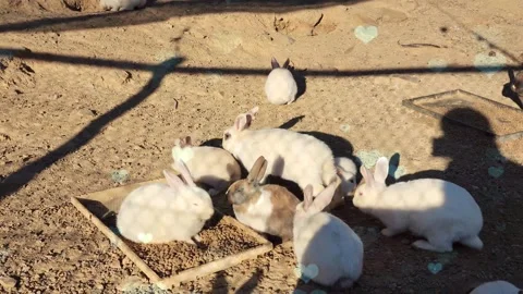 Cute Rabbit in Nest with Falling Blue Hearts and Bokeh Stock Footage 330246880