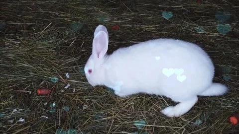 Cute Rabbit in Nest with Falling Blue Hearts and Bokeh Stock Footage 330246885