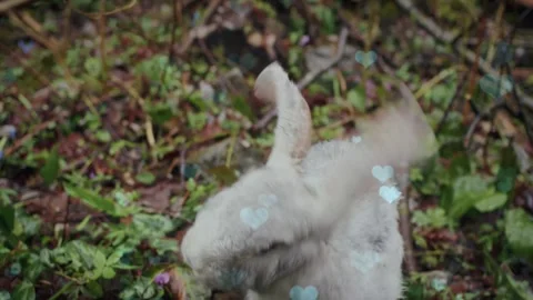 Cute Rabbit in Nest with Falling Blue Hearts and Bokeh Stock Footage 330246948