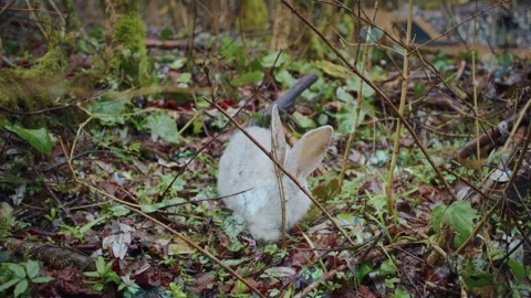 Cute Rabbit in Nest with Falling Blue Hearts and Bokeh Video stock 330247027