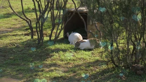 Cute Rabbit in Nest with Falling Blue Hearts and Bokeh Stock Footage 330247031
