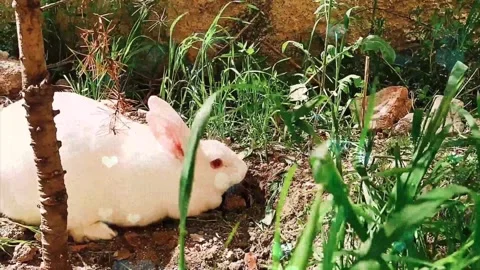 Cute Rabbit in Nest with Falling Blue Hearts and Bokeh Stock Footage 330247136