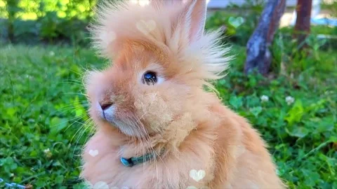 Cute Rabbit in Nest with Falling Blue Hearts and Bokeh Stock Footage 330247155