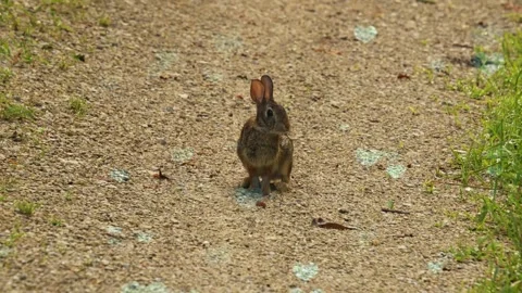 Cute Rabbit in Nest with Falling Blue Hearts and Bokeh 스톡 동영상 330247195