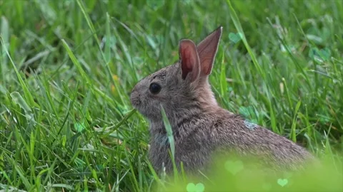 Cute Rabbit in Nest with Falling Blue Hearts and Bokeh Video stock 330247214
