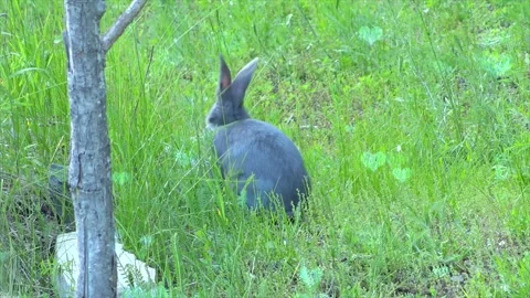 Cute Rabbit in Nest with Falling Blue Hearts and Bokeh 스톡 동영상 330247215