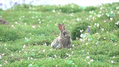 Cute Rabbit in Nest with Falling Blue Hearts and Bokeh Stock-Footage 330247232