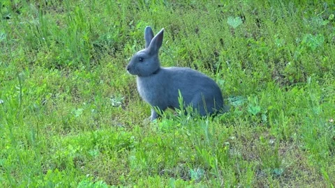 Cute Rabbit in Nest with Falling Blue Hearts and Bokeh 스톡 동영상 330247334