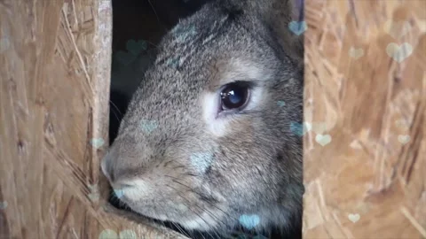 Cute Rabbit in Nest with Falling Blue Hearts and Bokeh Stock Footage 330247337