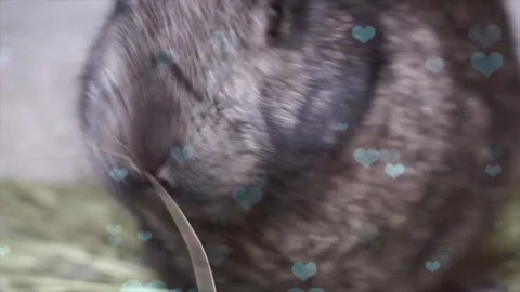 Cute Rabbit in Nest with Falling Blue Hearts and Bokeh Stock Footage 330247348