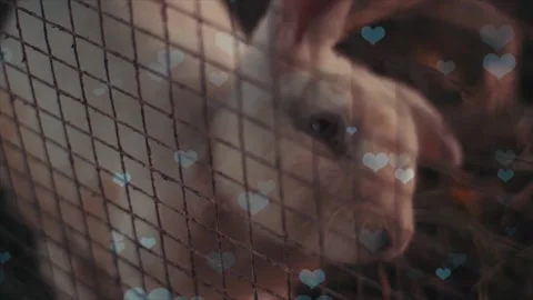 Cute Rabbit in Nest with Falling Blue Hearts and Bokeh 스톡 동영상 330247412
