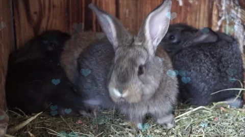 Cute Rabbit in Nest with Falling Blue Hearts and Bokeh Stock Footage 330247413