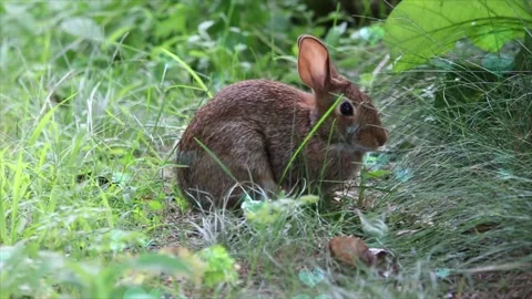 Cute Rabbit in Nest with Falling Blue Hearts and Bokeh Video stock 330247433