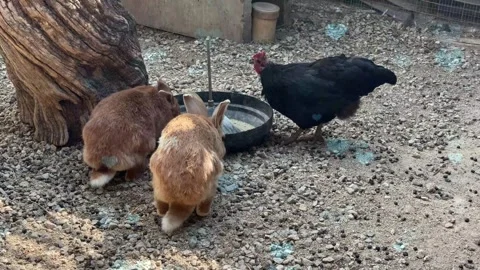 Cute Rabbit in Nest with Falling Blue Hearts and Bokeh Stock Footage 330247434