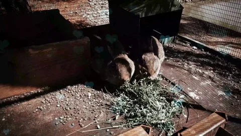 Cute Rabbit in Nest with Falling Blue Hearts and Bokeh Video stock 330247465