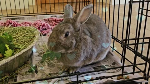 Cute Rabbit in Nest with Falling Blue Hearts and Bokeh Stock Footage 330247564
