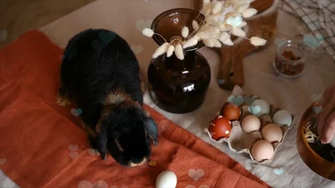 Cute Rabbit in Nest with Falling Blue Hearts and Bokeh Stock Footage 330247587