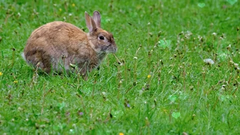 Cute Rabbit in Nest with Falling Blue Hearts and Bokeh Stock Footage 330247662