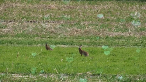 Cute Rabbit in Nest with Falling Blue Hearts and Bokeh Stock Footage 330247684