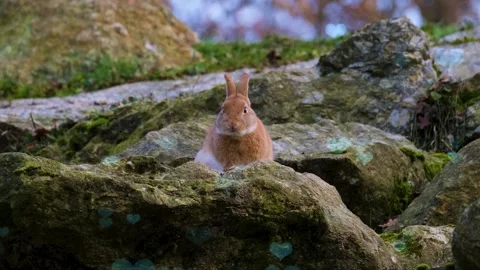 Cute Rabbit in Nest with Falling Blue Hearts and Bokeh Stock-Footage 330247704