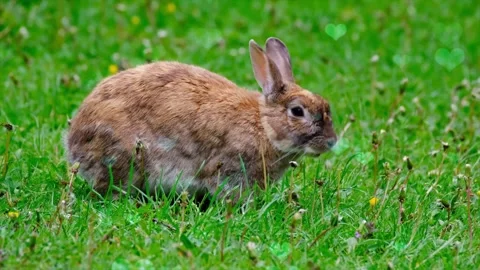 Cute Rabbit in Nest with Falling Blue Hearts and Bokeh Stock Footage 330247742