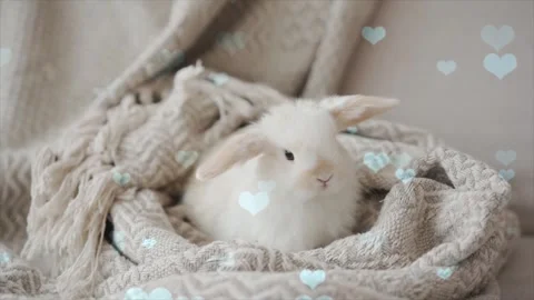 Cute Rabbit in Nest with Falling Blue Hearts and Bokeh Stock Footage 330247815