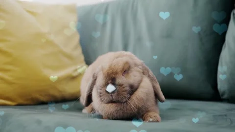 Cute Rabbit in Nest with Falling Blue Hearts and Bokeh Stock Footage 330247857