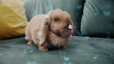 Cute Rabbit in Nest with Falling Blue Hearts and Bokeh Stock Footage 330247921
