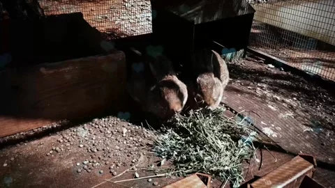 Cute Rabbit in Nest with Falling Blue Hearts and Bokeh 스톡 동영상 330247932