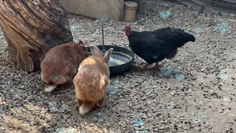 Cute Rabbit in Nest with Falling Blue Hearts and Bokeh Stock Footage 330247934