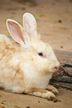 Cute rabbit Stock Photos