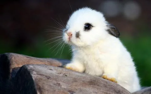 Cute Rabbit Stock Photos