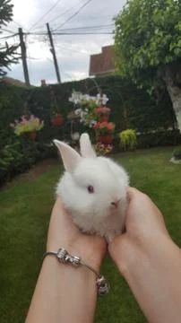 Cute rabbit :) Stock Photos