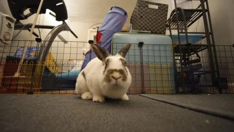 Cute Rabbit Stock Photos