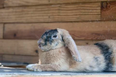 Cute rabbit Stock Photos