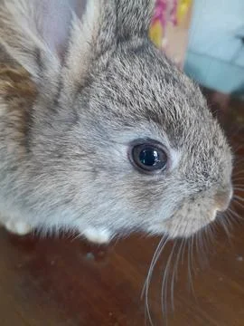 Cute Rabbit Stock Photos