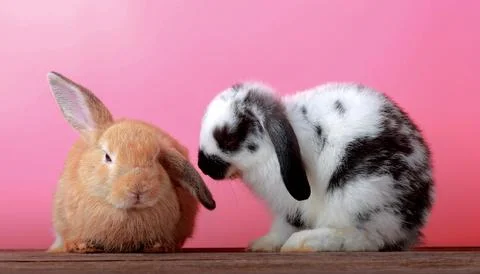 Cute rabbit with pink background Easter holiday concept Stock Photos