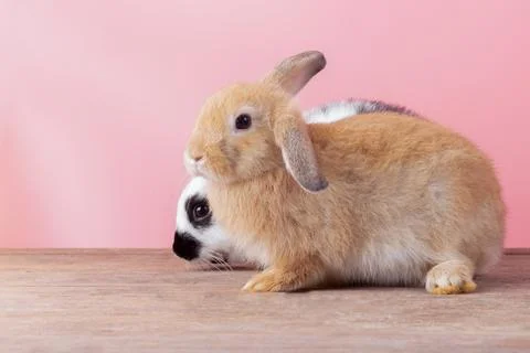 Cute rabbit with pink background Easter holiday concept Stock Photos
