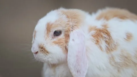 Cute rabbit portrait with shallow depth of field and soft background, cinematic Stock Footage 336333383