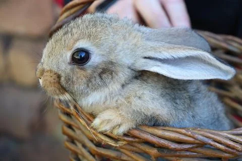 Cute rabbit resting in a basket held by a person during a sunny day outdoors Fotos de archivo