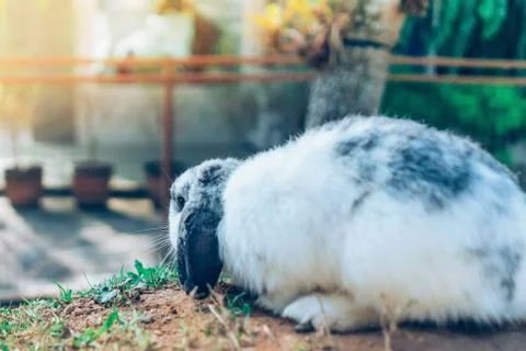 The cute rabbit is resting in garden Stock Photos