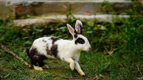 Cute rabbit running in the grass Stock Photos