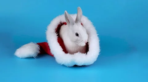 Cute rabbit in a Santa hat sits and relaxing 스톡 동영상 67448831