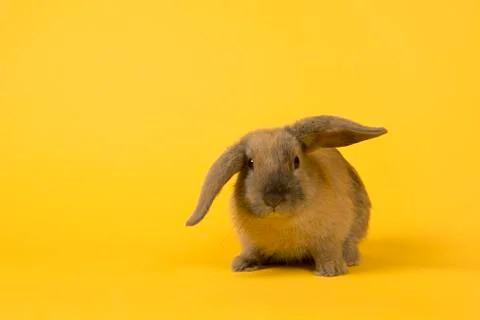 Cute rabbit seen from the front on a yellow background with copy space Stock Photos
