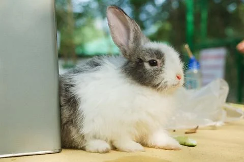 Cute rabbit sit on the table. Stock-Fotos