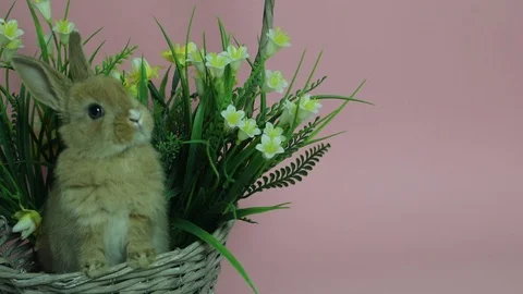 Cute rabbit sitting in a basket Video stock 89614873