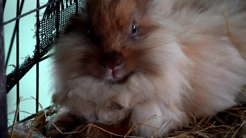 Cute rabbit sitting in a cozy cage Stock Footage 248059000